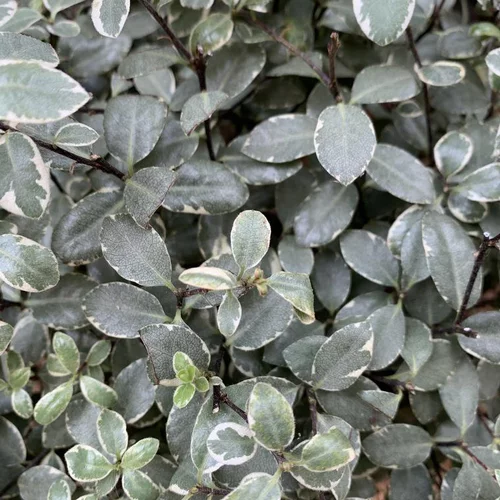 Pour mieux équiper votre jardin:Pittosporum Tenuifolium Midget. Le pot de 5 litres, forme boule