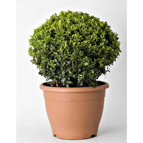 Pour un jardin bien organisé:Buxus (Buis) boule en pot de 7 L vert
