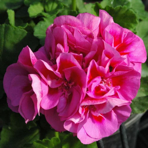 Une solution adaptée à l’extérieur：Geranium Zonal - La jardinière