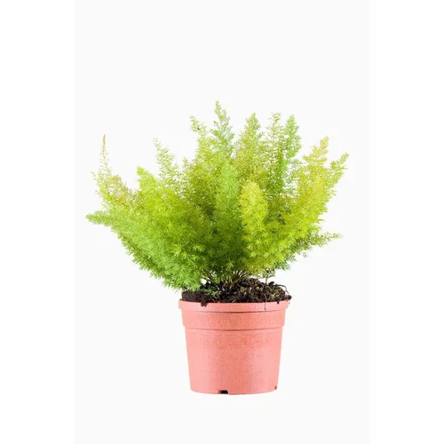 Facile jardin：Asparagus Densiflorus Myersii. Le pot de 3 litres