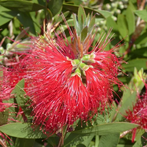 Pour un extérieur plus agréable:Callistemon. Le pot de 4 litres
