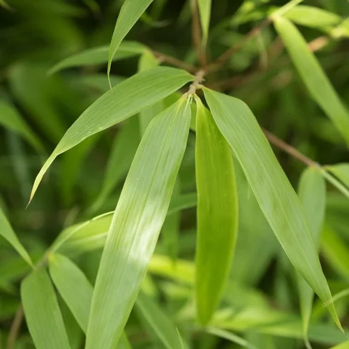 Bien pensé pour le jardin：Bambou Fargesia Rufa en pot de 10 L vert