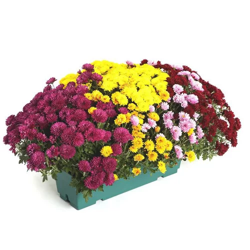 Pratique dehors:Chrysanthèmes arlequin - Le pot de 50 litres