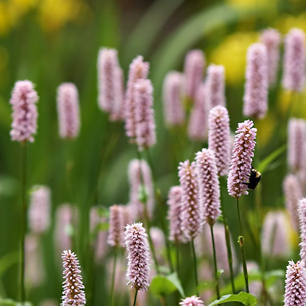 6 x Renouée bistorte 'Superba' – Persicaria bistorta 'superba', godet 9cm x 9cm