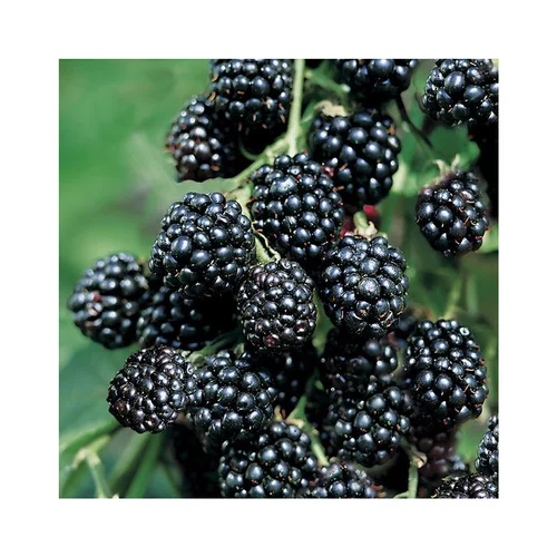 Univers jardin：Murier Triple Crown Bio. Le pot de 2 litres