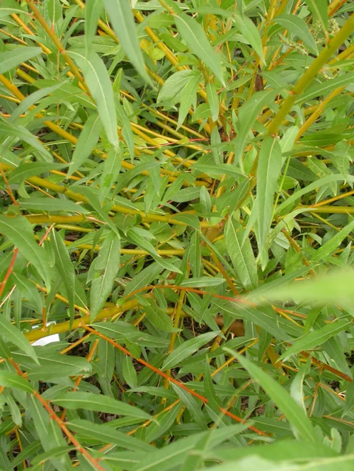 Le petit plus du jardin:Saule Pleureur à Bois Jaune. Le pot de 15 litres