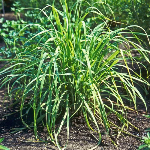 L’esprit jardin：Citronnelle De Madagascar Bouture Bio. Le pot de 4,6 litres