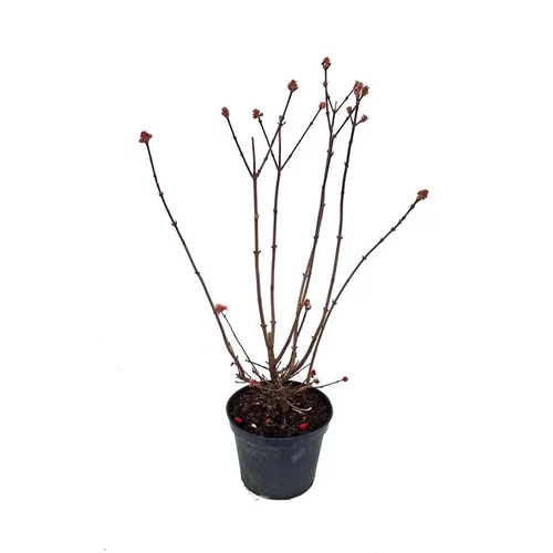 Pour transformer votre jardin:Viburnum Farreri (Viorne farreri) 40/50 en pot de 7 L vert