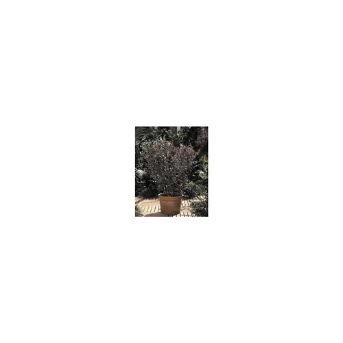 Pour profiter du jardin:Feijoa Sellowiana – Pot de 10 L