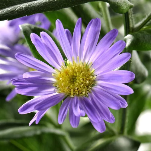 Tendance extérieur:Aster à fleurs multicolores en mélange - La coupe Ø 27 cm