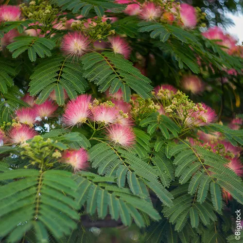Jardin et déco:Albizia (Arbre à soie) ‘Boubri’ botanic® rose. Le pot de 10 litres