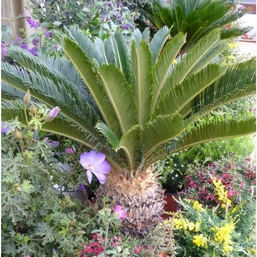 Ambiance jardin：Cycas Revoluta ou faux palmier vert en pot de 60 L