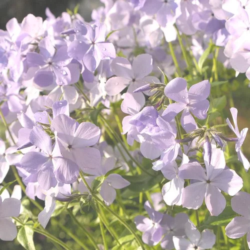 Jardin accessoire:Phlox divariqué multicolore en pot de 2 L