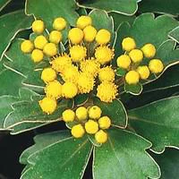 Facile dehors:Ajania Pacifica - Coupe de 23 cm
