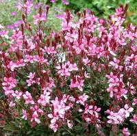Essentiel maison：Gaura rose - Le pot de 2 litres