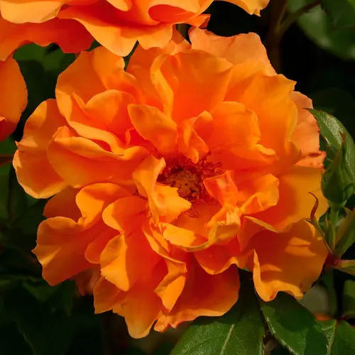 Le petit plus du jardin:Pivoine Arbustive Jaune. Le pot de 5 litres