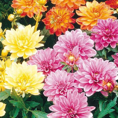 Pour aménager le jardin：Dahlia Nain de Bouture - Le pot de 9 x 9 cm