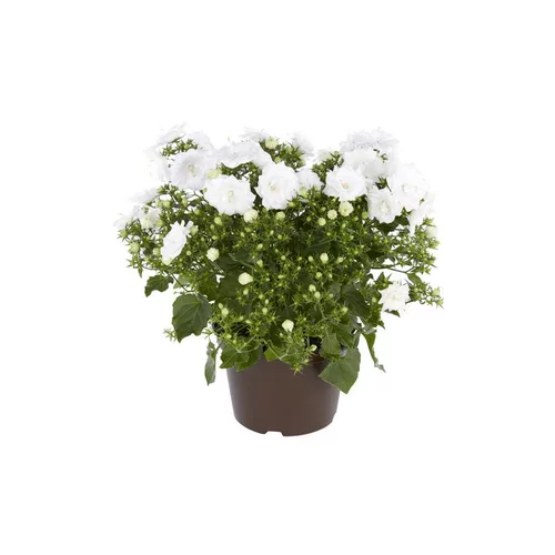 Au quotidien：Campanula White Wonder - Le pot de 10.5 cm
