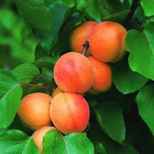 Sélection pour vos extérieurs:Abricotier Rouge Du Roussillon. Le pot de 10 litres forme gobelet