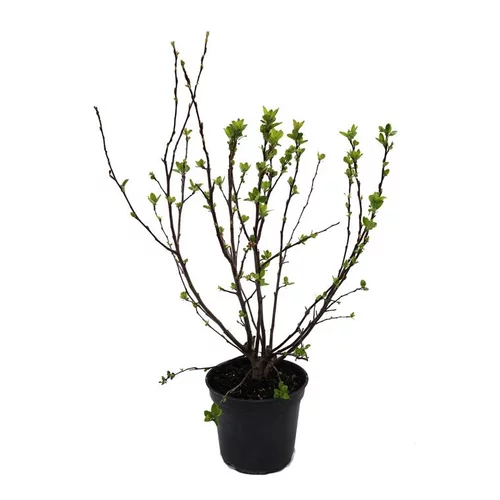 Pour le jardin：Pommier à fleurs Coccinella Courtarou rouge. Le pot de 5 litres