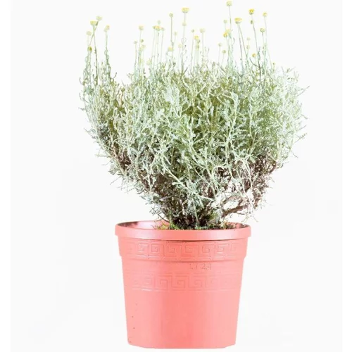 Jardin sélection:Santoline Grise en pot de 3 L vert