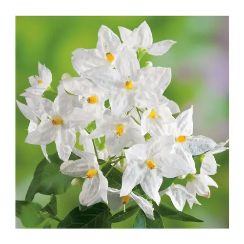 Mieux dehors:Solanum - pot 5 L