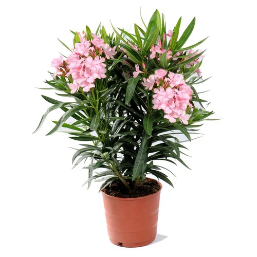 Sélection extérieure:Laurier rose (NERIUM) Le pot de 7 litres
