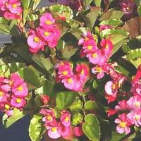 Jardin bien-être:Bégonia Bégosur - Le pot de 10.5 cm