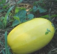 Malin au jardin:Courge Spaghetti Vegetal Bio. La barquette de 3 plants