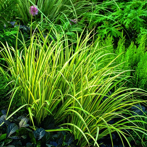 Solution extérieur：Acore à feuille de graminée Ogon vert botanic®. Le pot de 1 litre
