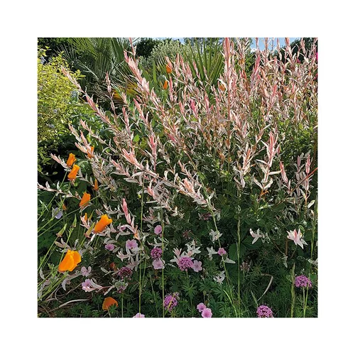 Pour votre projet：Salix integra hakuro nishiki coloris rose. Le pot de 5 litres