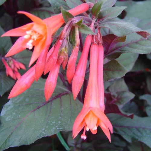 Loisirs jardin:Fuchsia Fulgens - Le pot de 2 litres