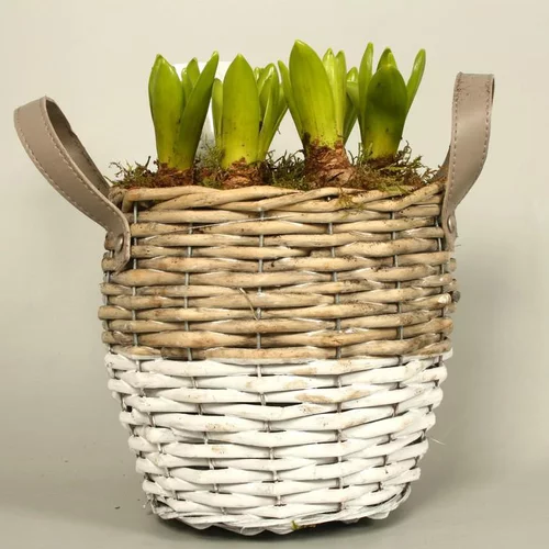 Sélection pour vos extérieurs：Jacinthes multicolores x 3 dans un pot décoré en terre blanc