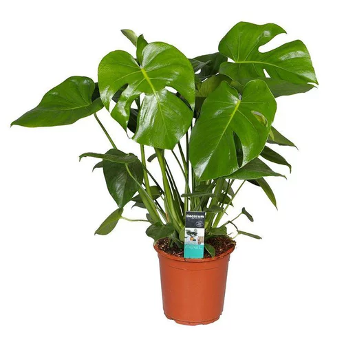 Jardin à embellir:Monstera Deliciosa. Le pot Ø 21 cm