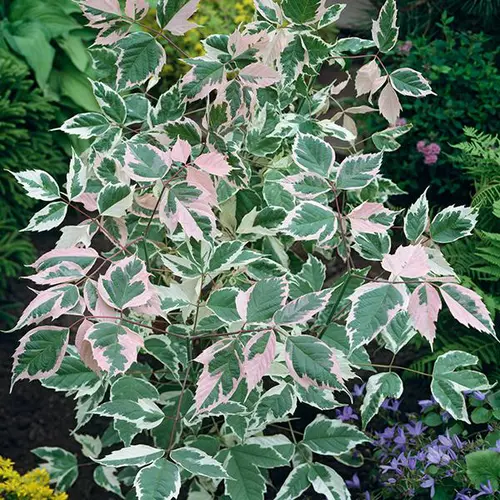 Malin extérieur：Érable à feuilles de frêne ‘Flamingo’ botanic® vert. Le pot de 10 litres