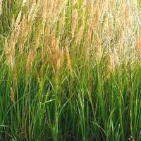 Une idée pour vos extérieurs：Calamagrostis - Le pot de 5 litres
