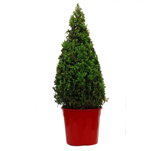 Extérieur équipement：Buis Sempervirens en pot de 4 litres