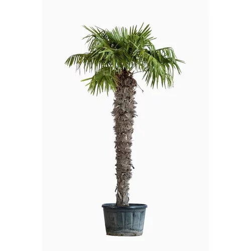 Une idée maline pour le jardin:Trachycarpus Excelsa ou Palmier de Chine 130/140 cm en pot de 230 L