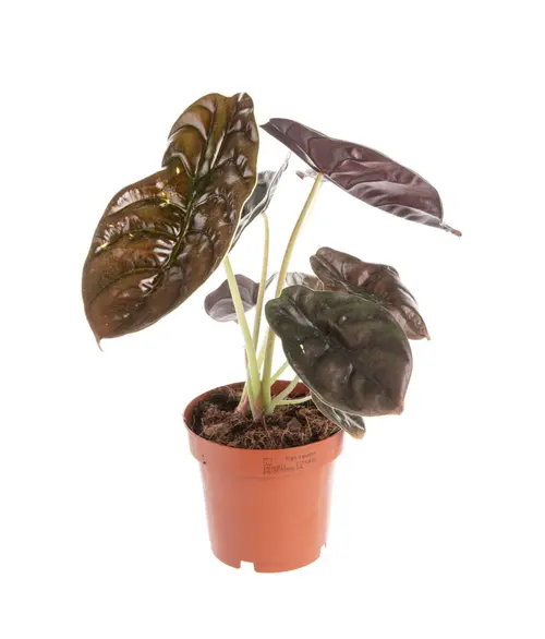 Simple au jardin:Alocasia Red Secret vert. Le pot Ø 19 cm