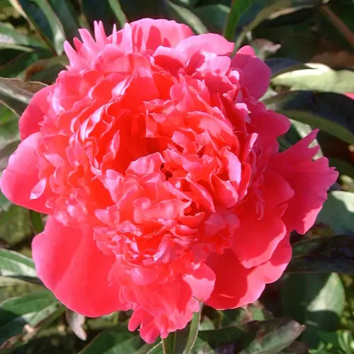 Jardin & loisirs:Pivoine Félix Crousse - Le pot de 1 litre
