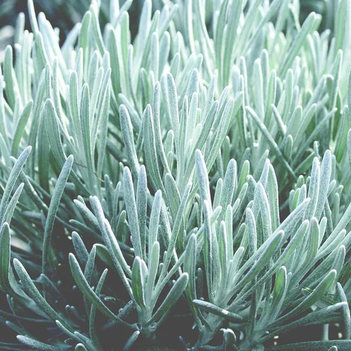 Jardin & équipement：Helichrysum Italicum Korma - Le pot de 4 litres