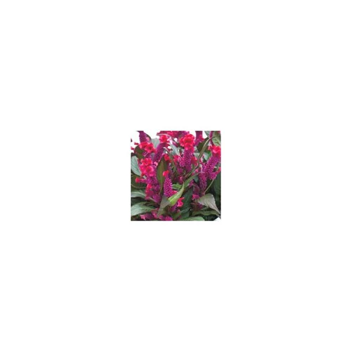 Accessoire pour le jardin：Célosie Hot Topic - Le pot de 10.5 cm