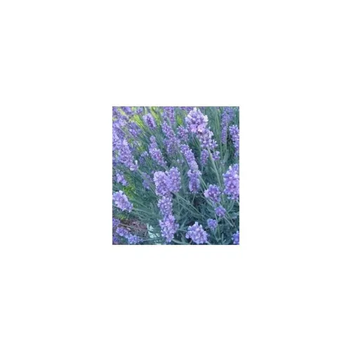 Le choix jardin:Lavande Hidcote - Le pot de 5 litres