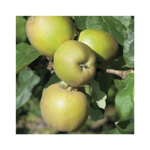 Facile à intégrer au jardin:Pommier Reinette Grise Du Canada. Le pot de 12 litres, forme gobelet