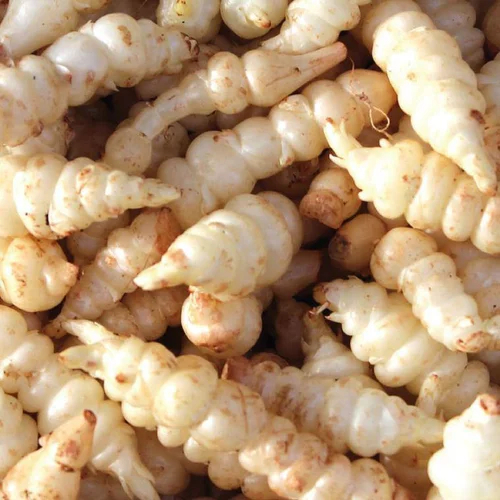 À avoir au jardin：Crosne Du Japon Bio. Le pot de 1 litre
