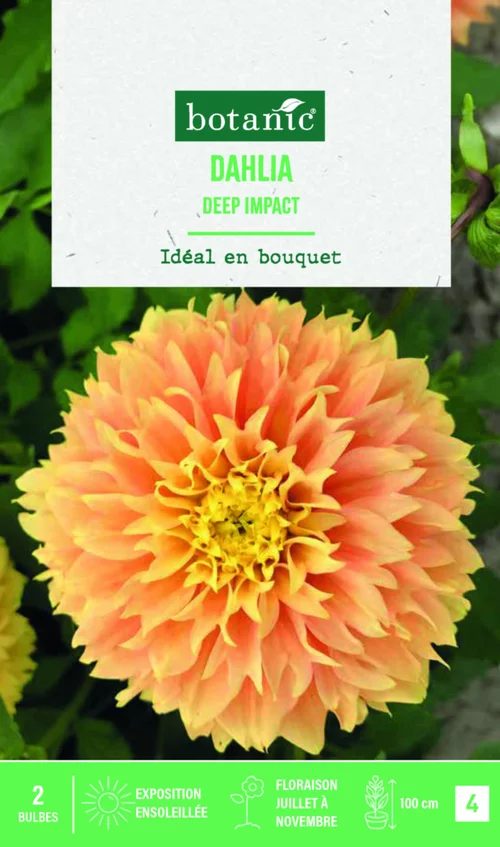Jardin bien-être:Bulbes de fleurs Dahlia Fimbriata Deep Impact botanic® - 2 bulbes