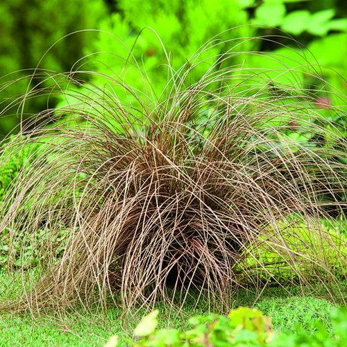 Extérieur déco：Carex Comans Bronze Form marron botanic®. Le pot de 1 litre