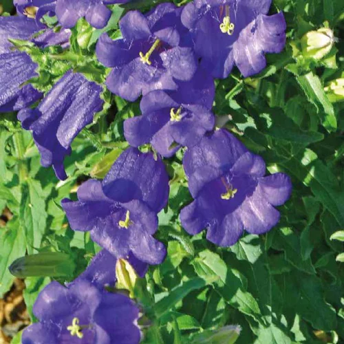 Une idée maline pour l’extérieur:Campanule Carillon bleue - Le pot de 9 x 9 cm