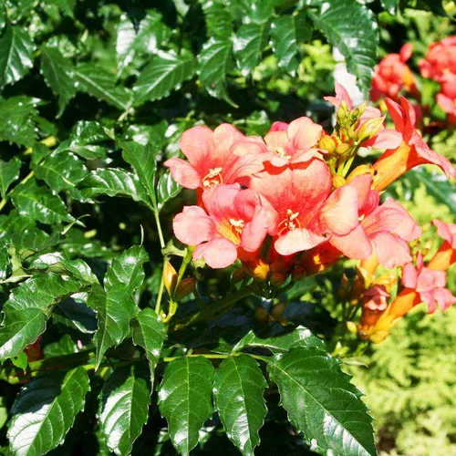 Pour compléter votre jardin:CAMPSIS DANCING FLAMES COV. Le pot de 4 litres