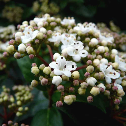Jardin utile：Laurier-tin (Viorne tin) blanc. Le pot de 3 litres